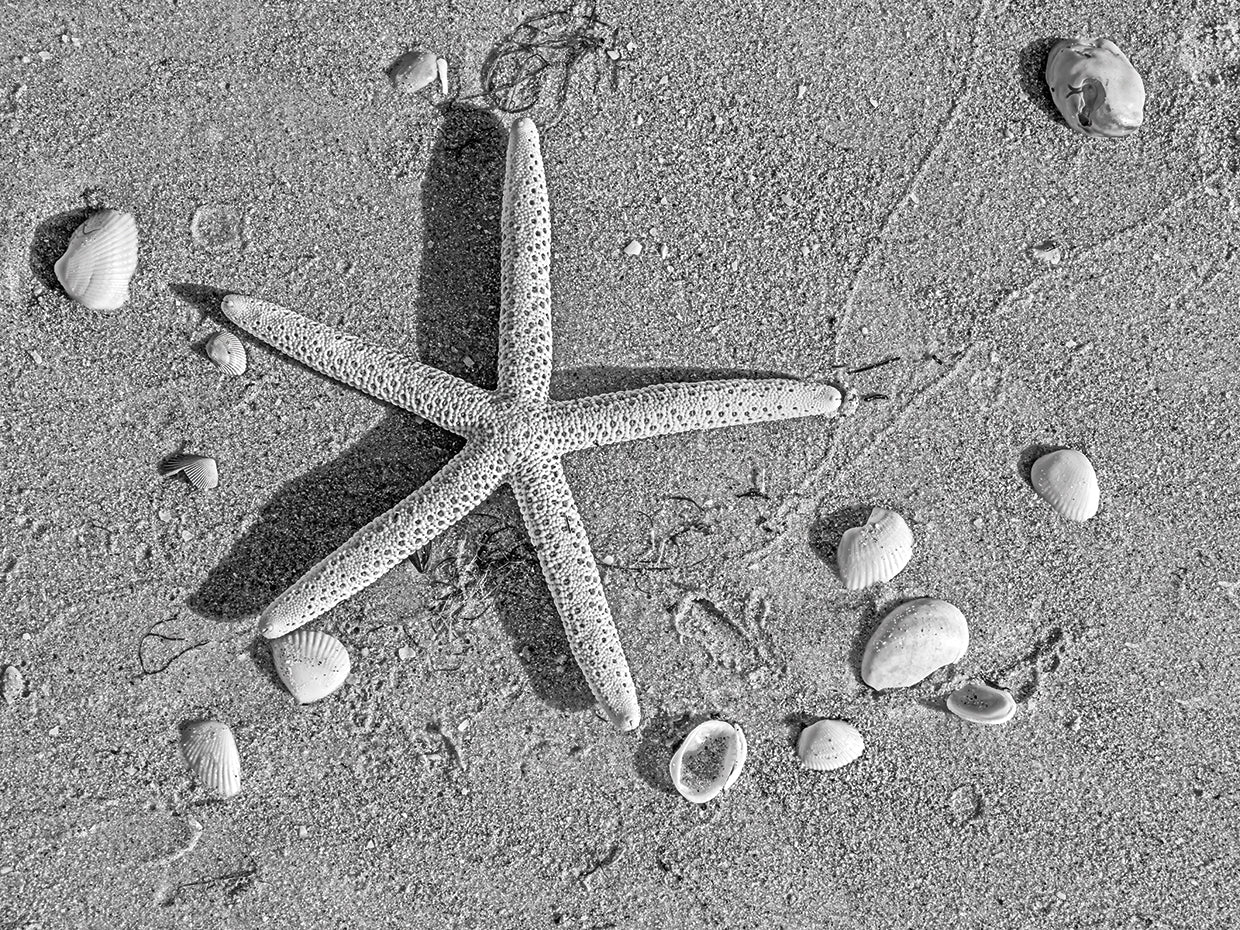 Aerial Beach Starfish