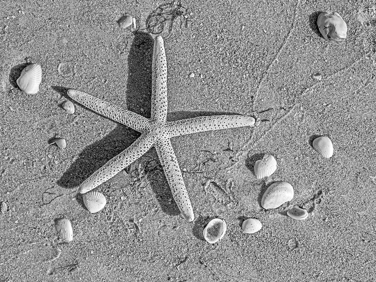 Aerial Beach Starfish