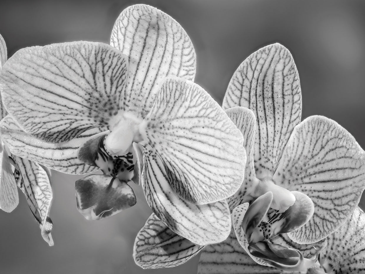 Fancy Petals Orchid