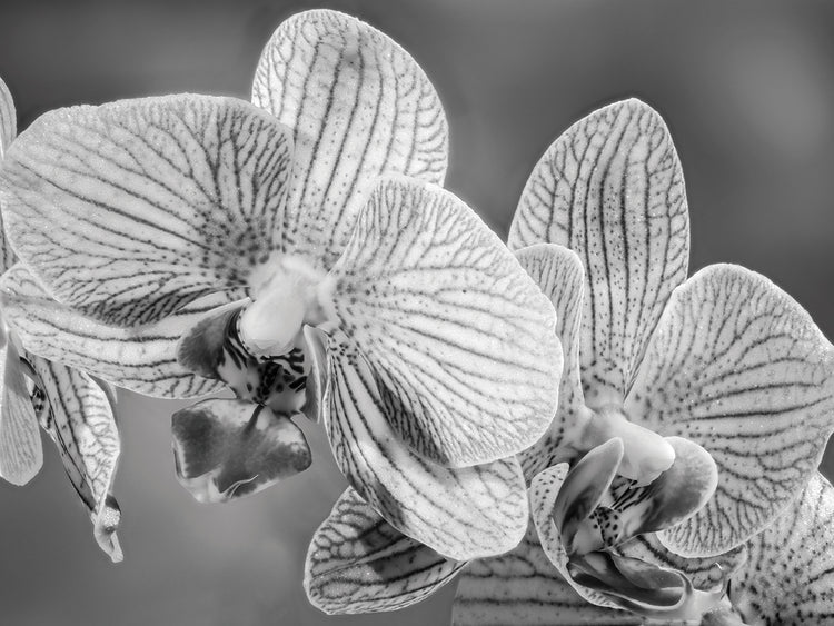 Fancy Petals Orchid