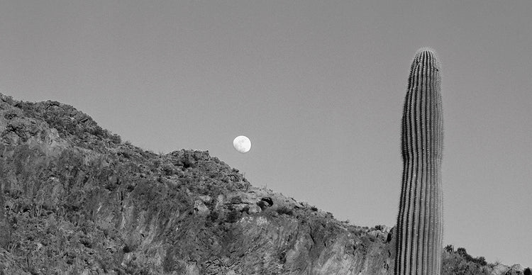 Desierto de Arizona iluminado por la luna Lienzo