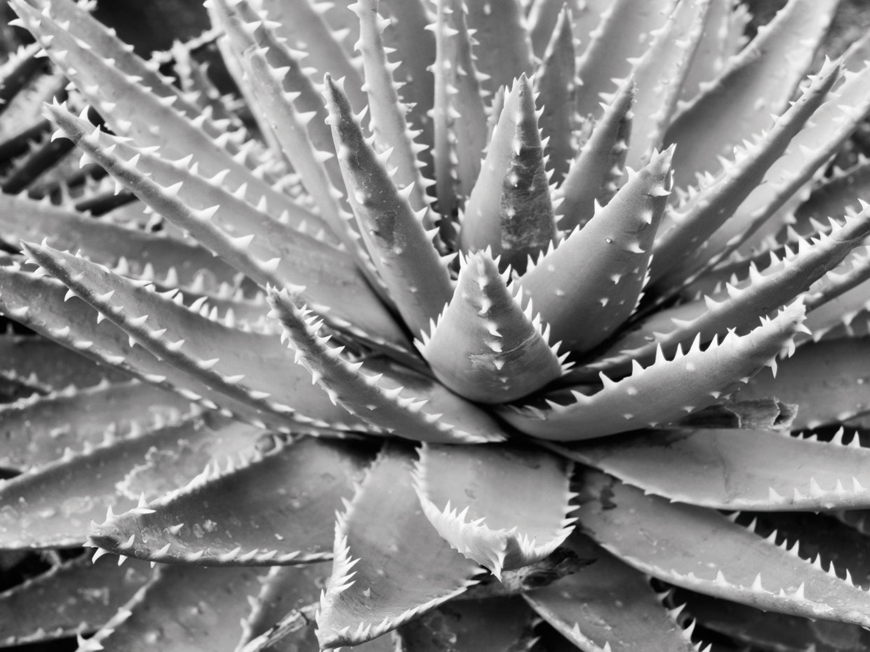 Picos de cactus del desierto Lienzo