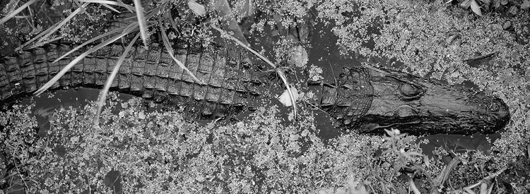 Cocodrilo de río Lienzo