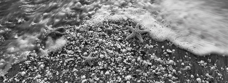 Starfish Trio Beach