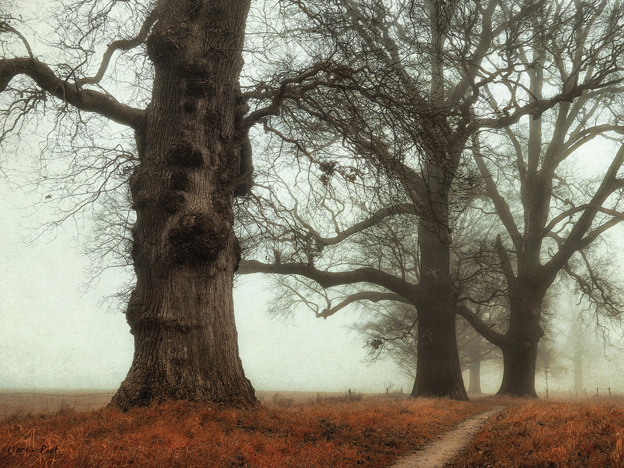 Misty Trees