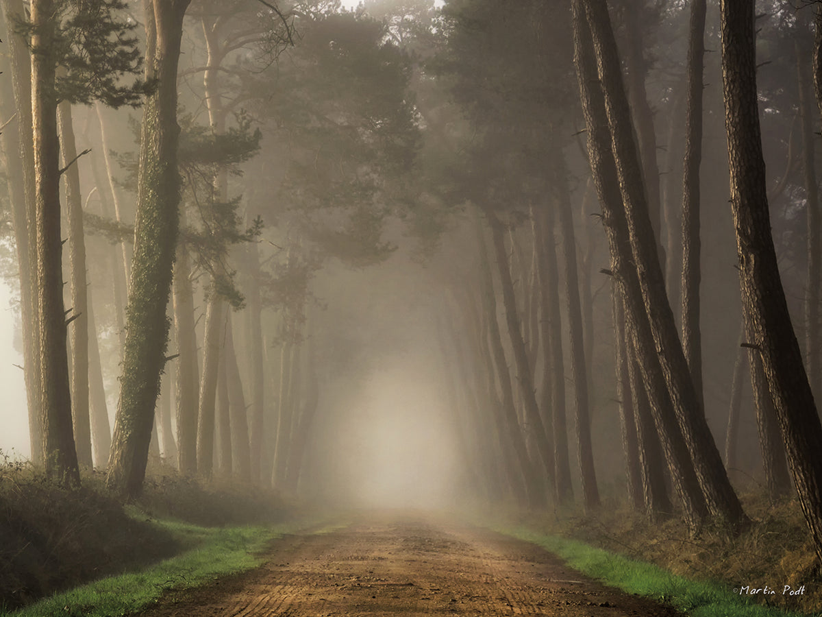 Misty Morning