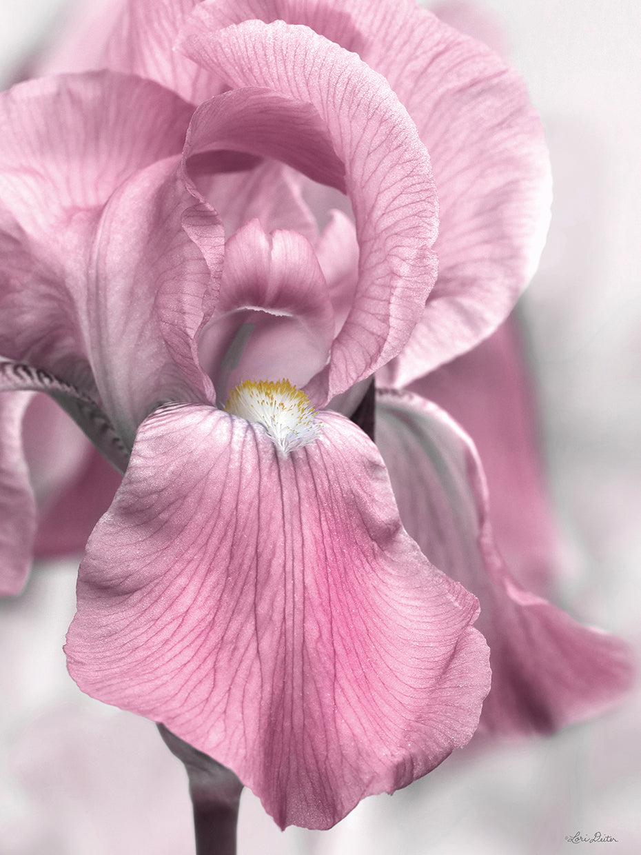 Pink Iris