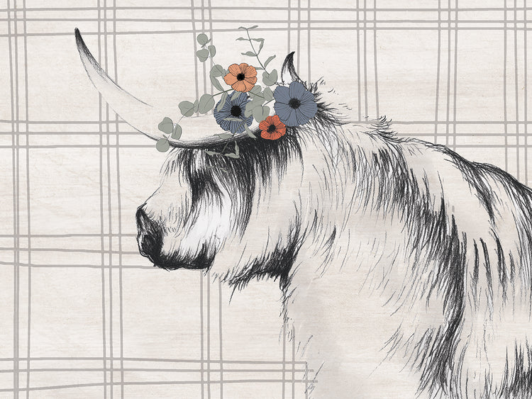 Highland Cow in Gray