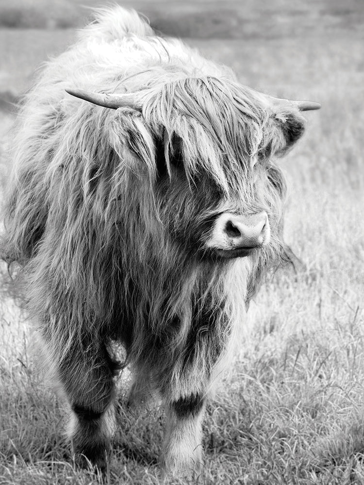 Gretna Green Highland