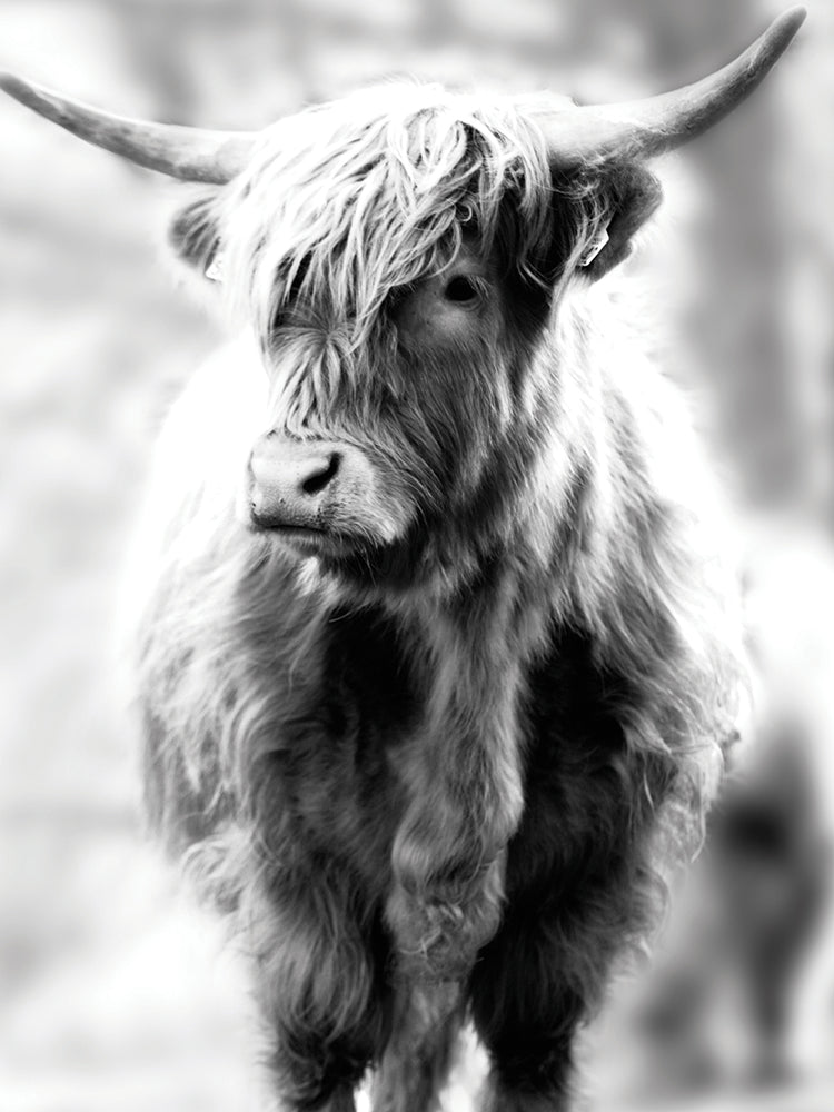 Yorkshire Highland
