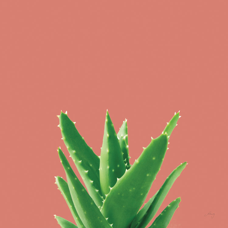 Succulent Simplicity V Coral