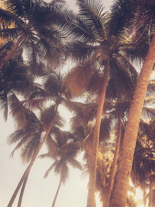 Vintage Palms