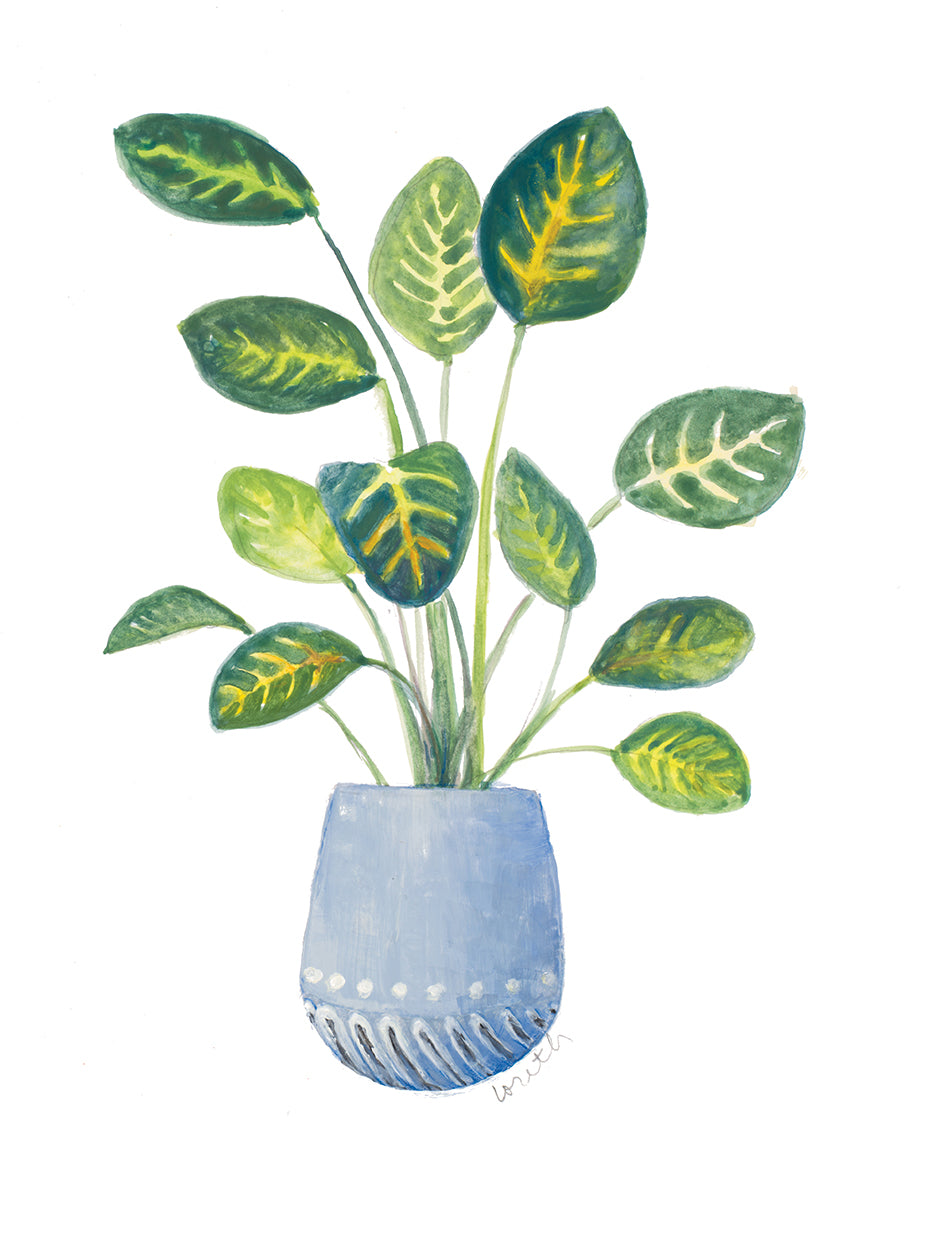 Croton In Blue Pot