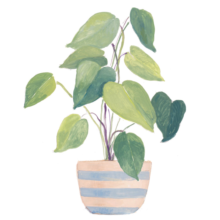 Mother-In-Law Plant In Striped Pot