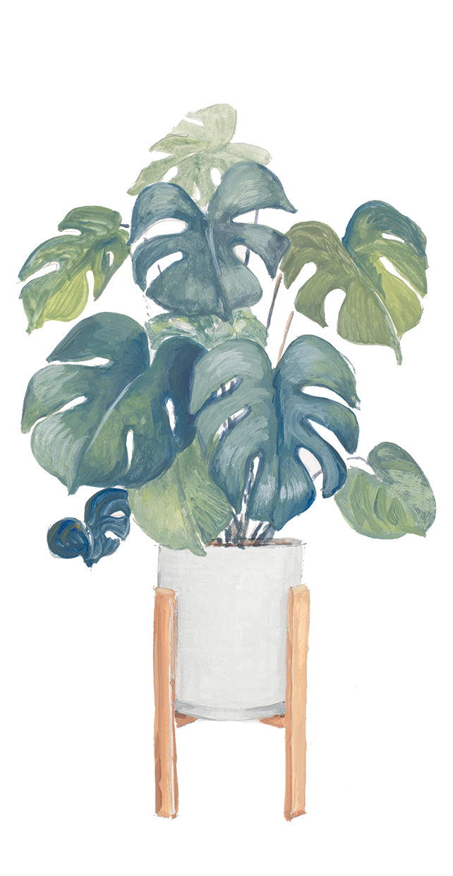 Monstera Deliciosa Lienzo