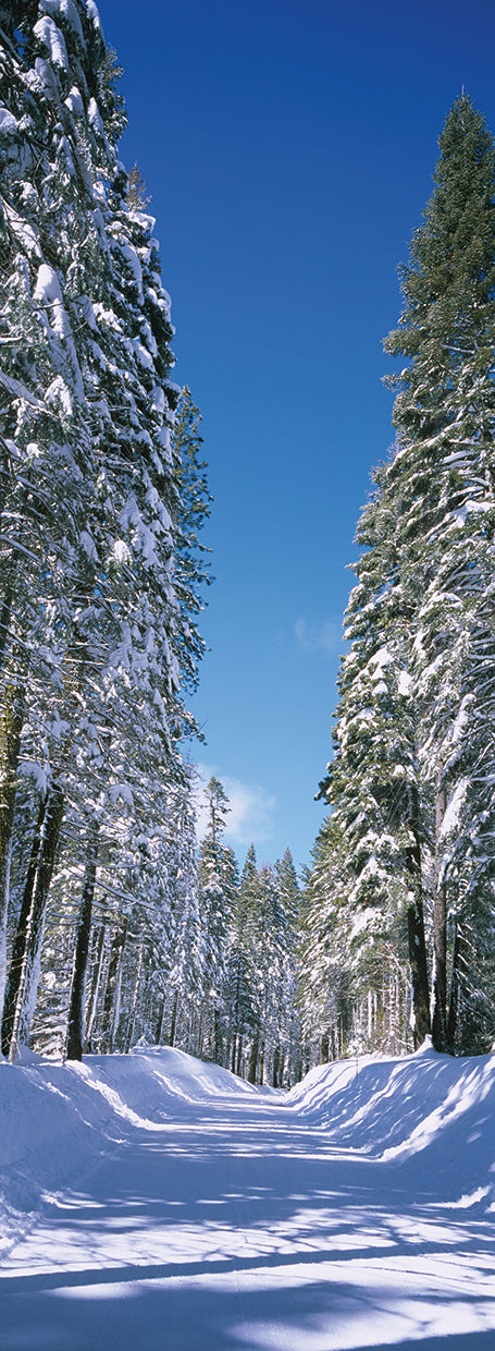 Yosemite Frosty Trees