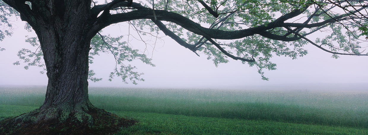 Árbol de pradera brumosa Lienzo