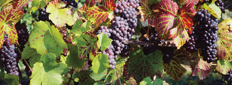Uvas rojas de Nueva York Lienzo