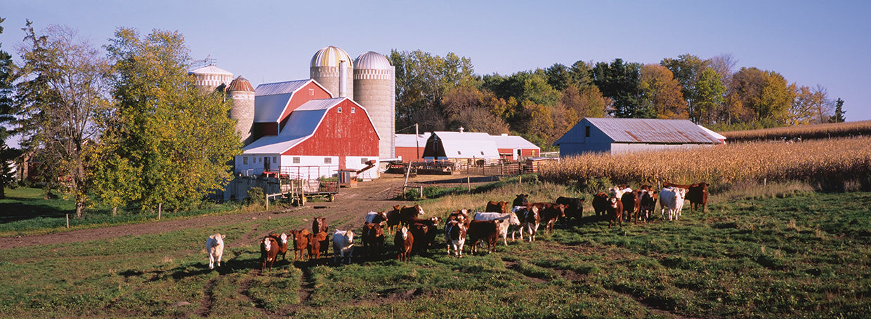 Vacas de Pine Island Lienzo