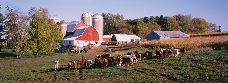 Vacas de Pine Island Lienzo