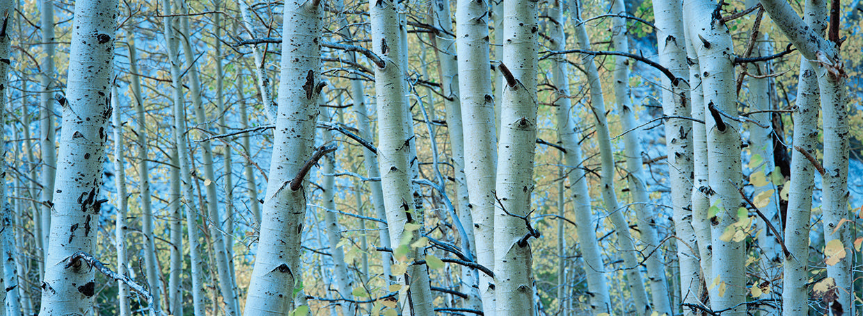 Bosque de álamo temblón de Rock Creek Lienzo