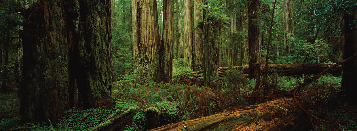 Washington Rainforest