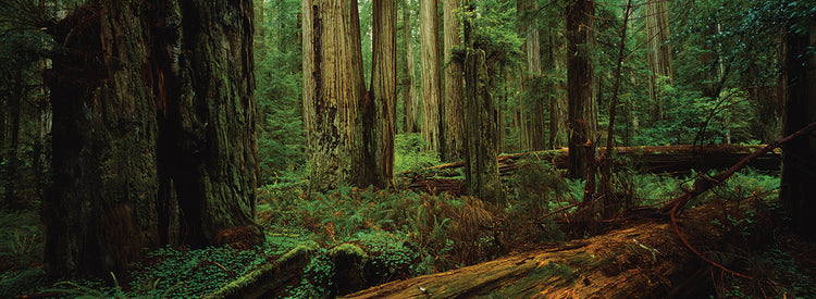 Washington Rainforest