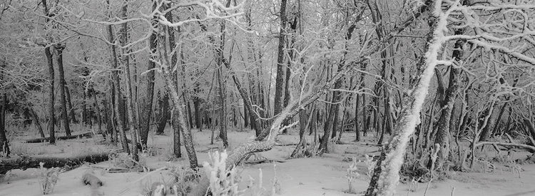 Ramas de invierno Alberta Lienzo