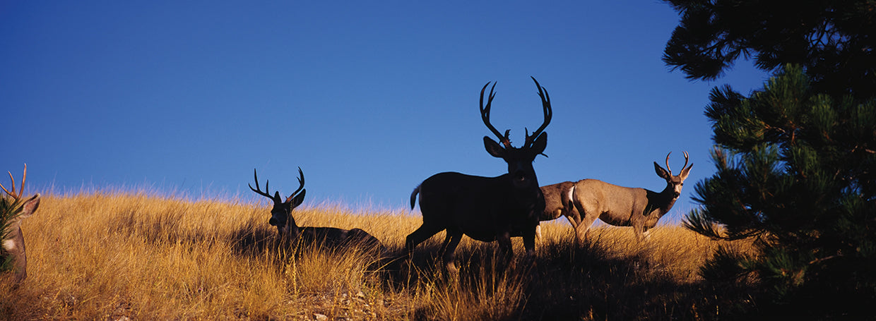 Montana Mule Deer