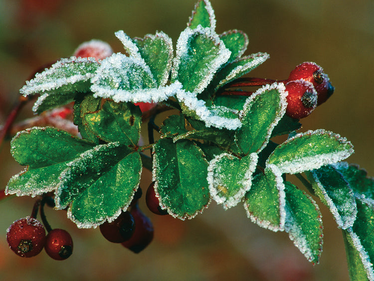 Frosted Winter Berries