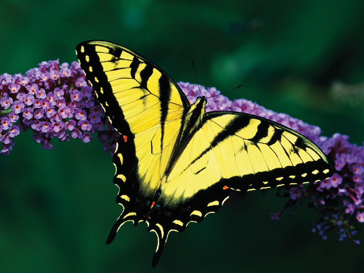 Mariposa en flor Lienzo