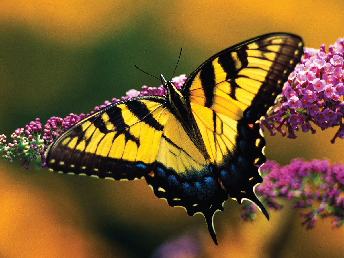 Tiger Swallowtail