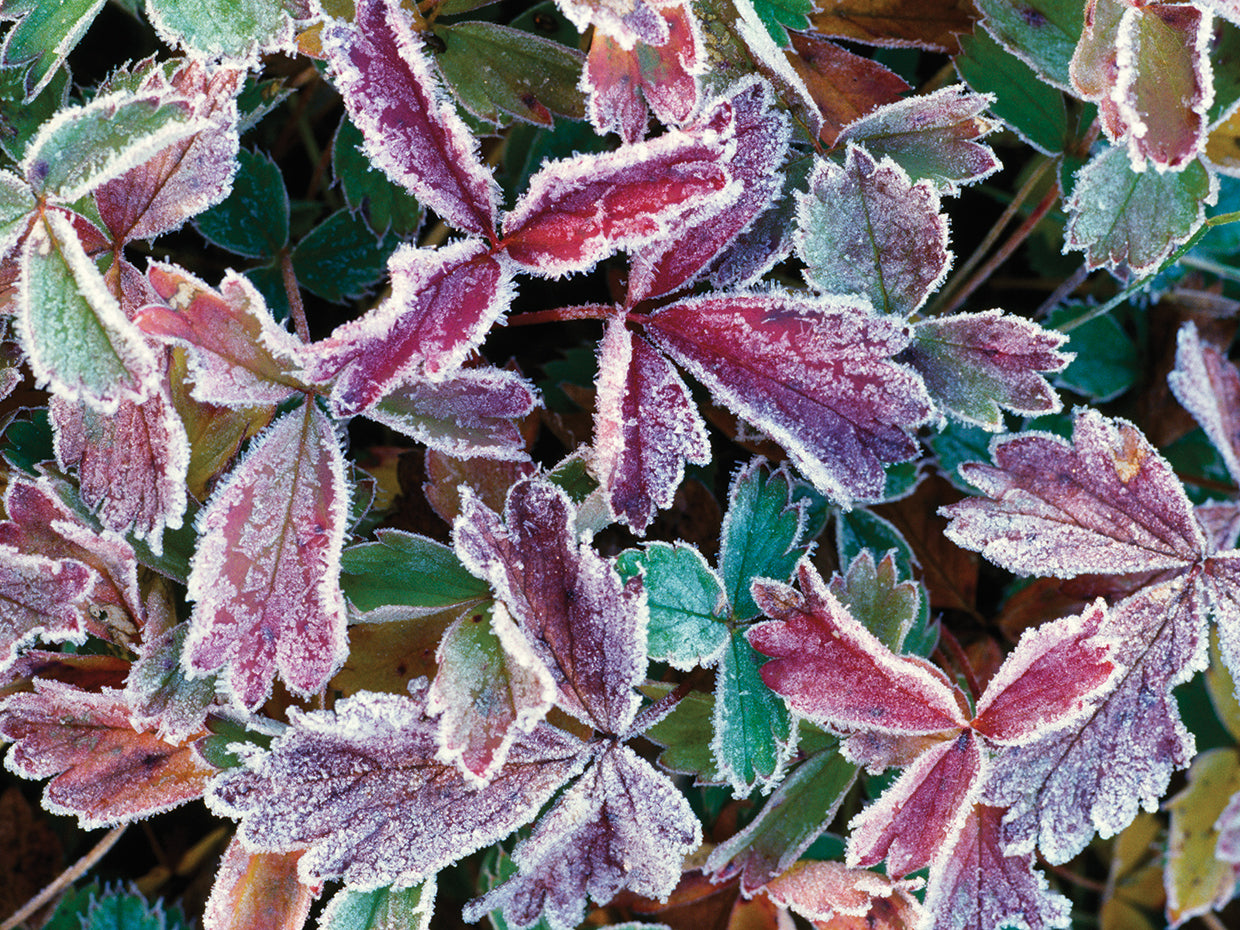 Otoño de colores fríos Lienzo