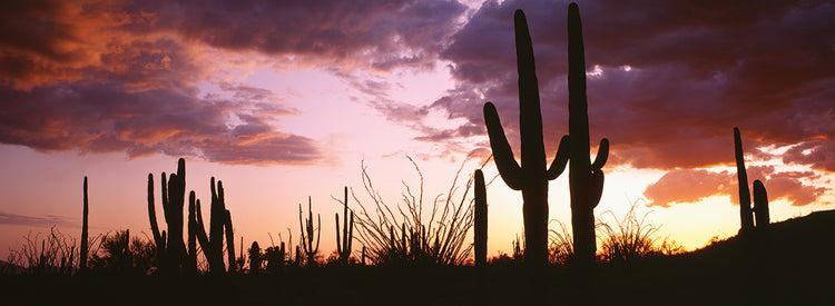 Sunset Saguaro