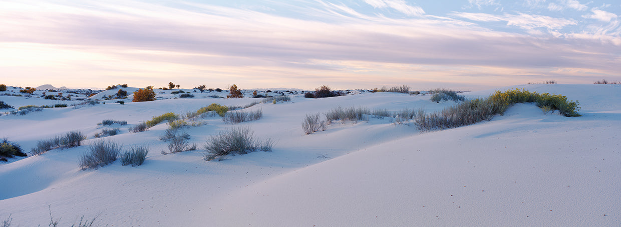 Prosperando en el desierto Lienzo