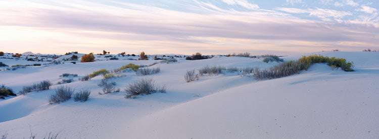 Prosperando en el desierto Lienzo