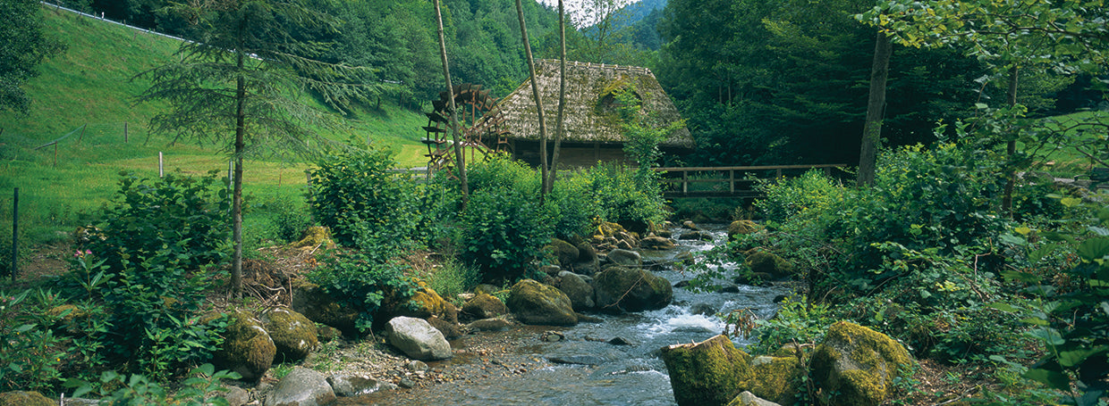 Cool Black Forest River