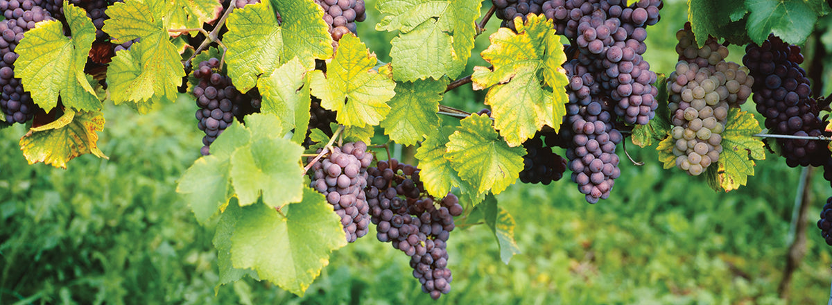 German Vineyard Grapes