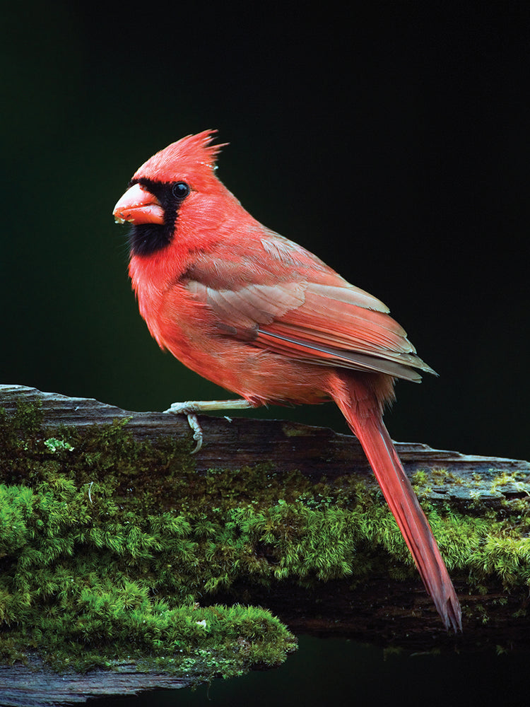 Red Feathers Cardinal