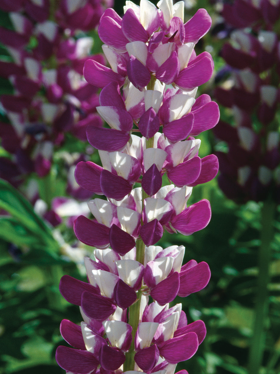 Lupines in Bloom