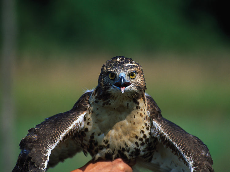 Young Red Tail Hawk