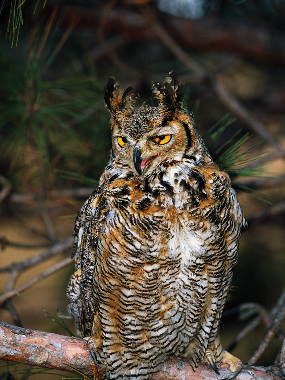 Wise Pine Owl