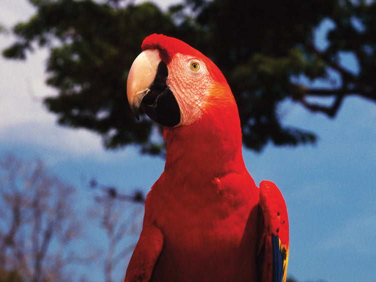 Guacamaya roja hondureña Lienzo