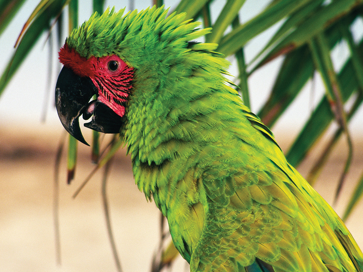Parrot Portrait Honduras