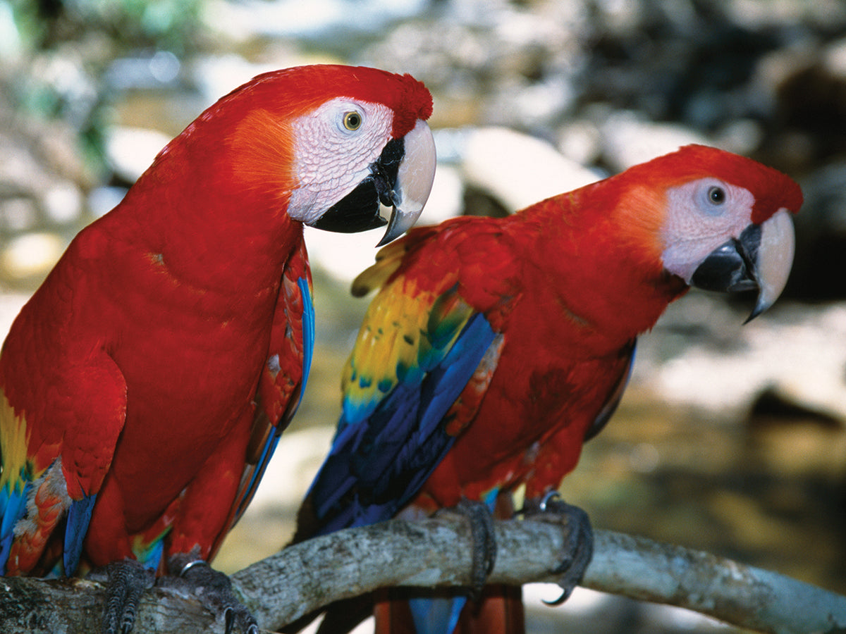 Scarlet Macaw Pals