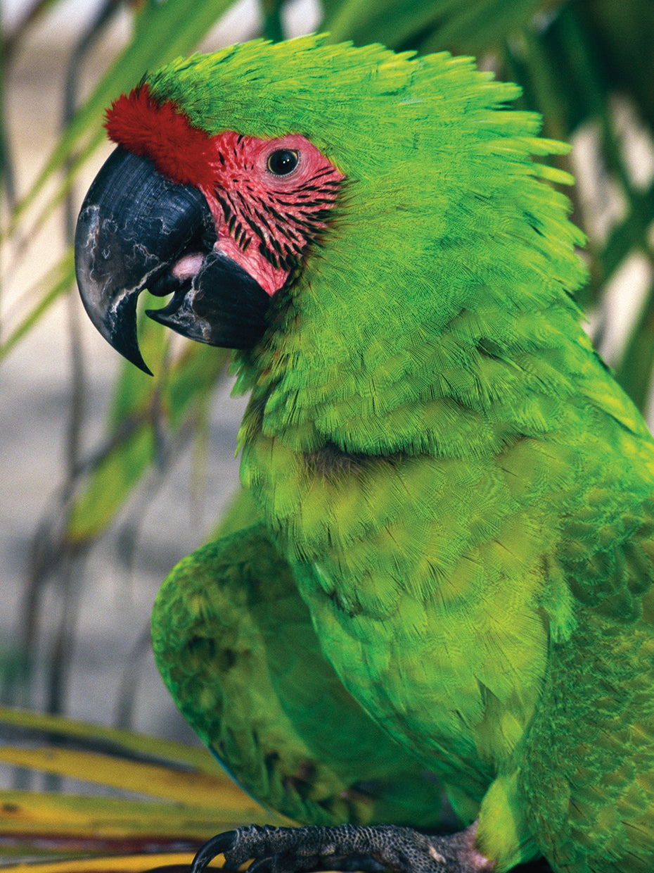 Rainforest Green Macaw