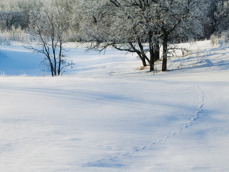 Granja de invierno de Minnesota Lienzo