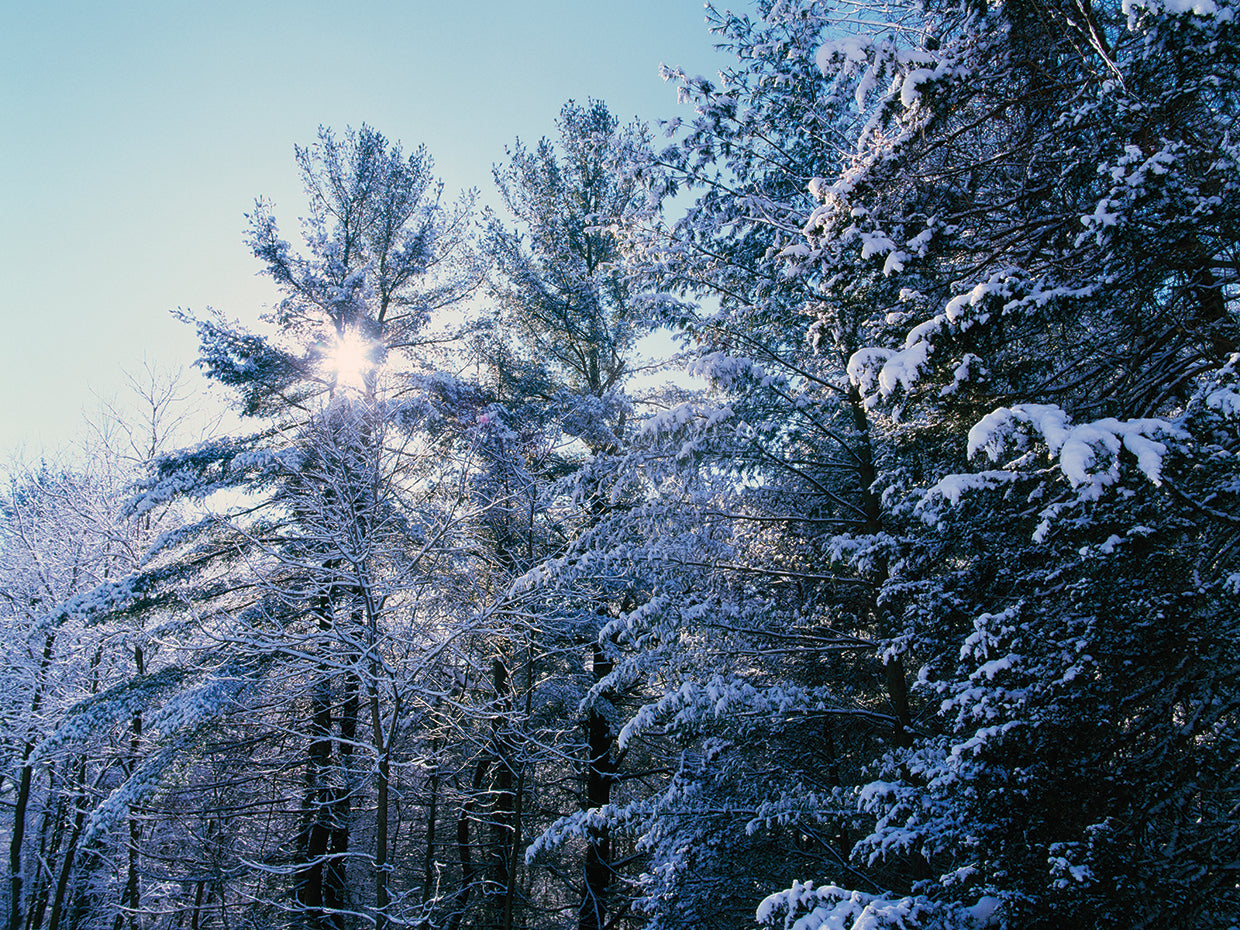 Pinos nevados de Iowa Lienzo