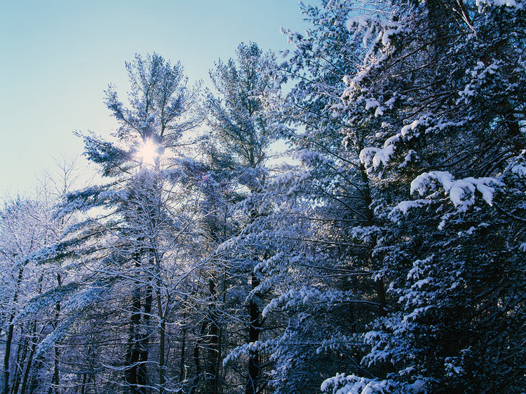 Pinos nevados de Iowa Lienzo