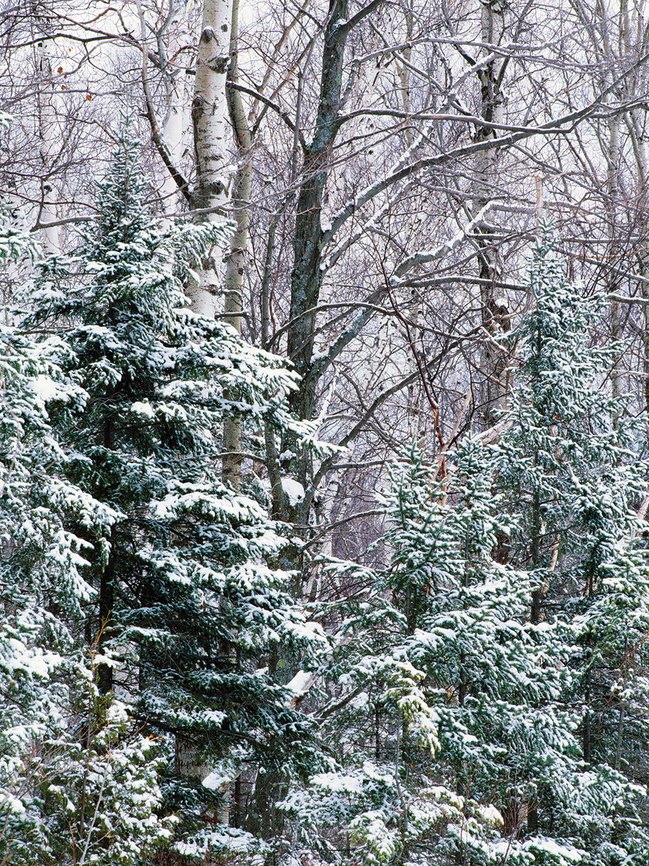 Fresh Frost Forest